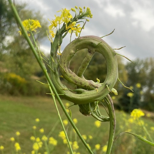 Brassica nigra iNat (2)