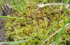 Breutelia pendula