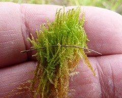 Drepanocladus