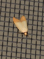 Tachystola stenoptera