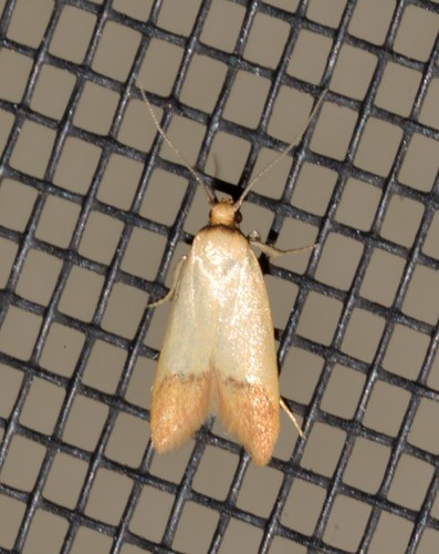 Tachystola stenoptera (Meyrick, 1884)