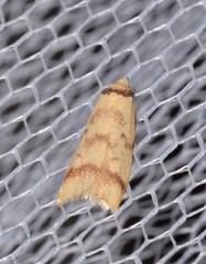 Heteroteucha anthodora