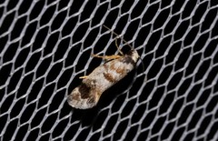 Bathrosterra calotropha