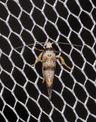 Bathrosterra calotropha