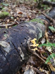 Favolaschia thwaitesii