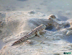 Periophthalmus waltoni