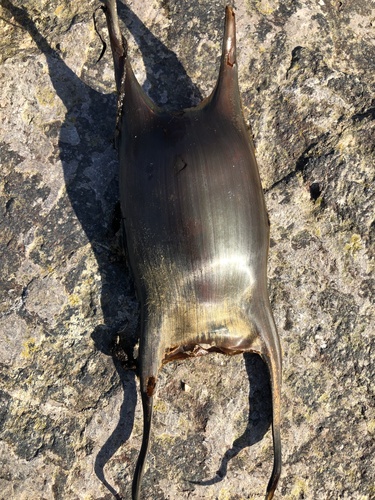 Undulate Skate, photo 3 of 10