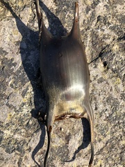 Undulate Ray photo 2