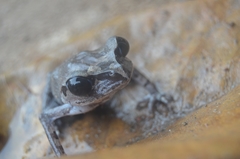 Leptobrachella gracilis