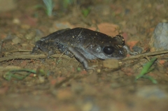 Leptobrachella gracilis