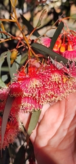Eucalyptus torquata