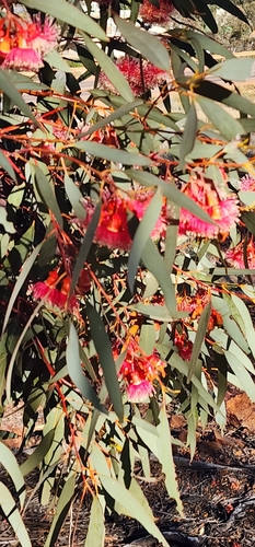 Eucalyptus torquata, photograph 2