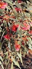 Eucalyptus torquata, photograph author not stated, no rights reserved