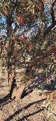 Eucalyptus torquata, photograph author not stated, no rights reserved