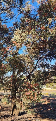 Eucalyptus torquata, photograph 4