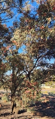 Eucalyptus torquata, photograph author not stated, no rights reserved