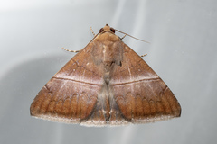 Parallelia calefaciens