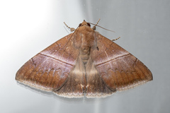 Parallelia calefaciens