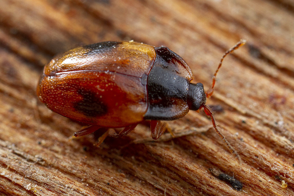 Periptyctinae