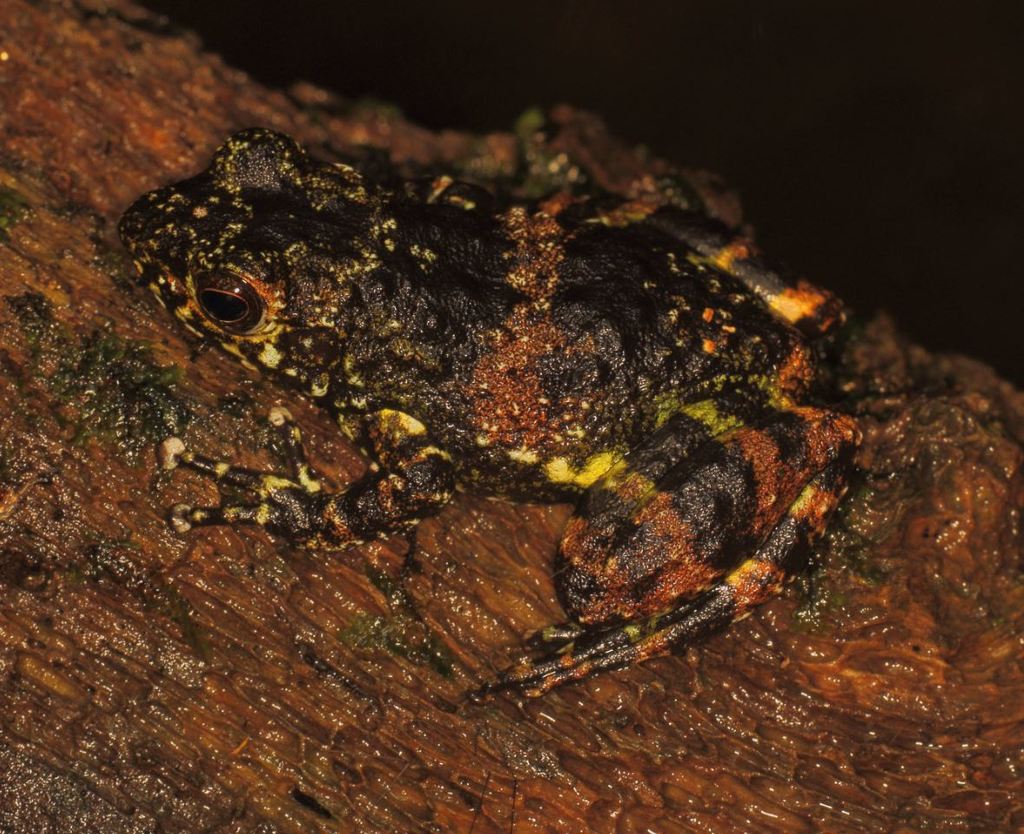 Dumeril's Madagascar Frog
