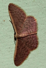 Idaea costaria