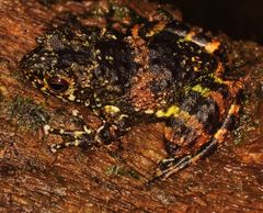 Mantidactylus lugubris