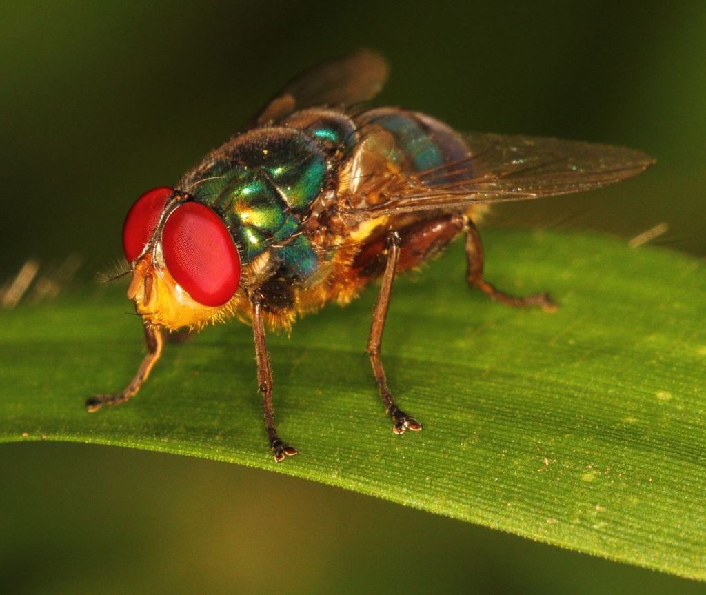 Chrysomya pachymera