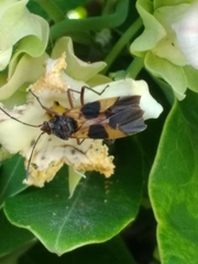 Oncopeltus unifasciatellus