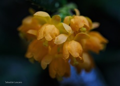 Berberis serrato-dentata