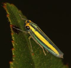 Macumada tergiplagatula