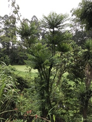 Cedrela fissilis
