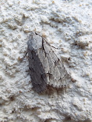 Acronicta psi