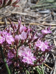 Limonium purpuratum