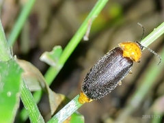 Abscondita cerata