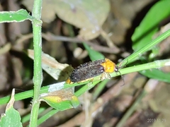 Abscondita cerata