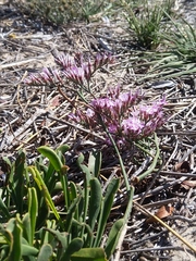 Limonium purpuratum