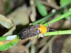 Abscondita cerata