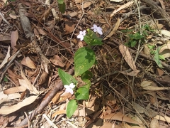 Pseuderanthemum variabile