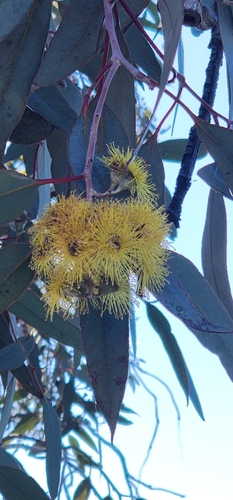 lemon-flowered gum (Eucalyptus woodwardii)