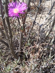 Lampranthus tenuifolius