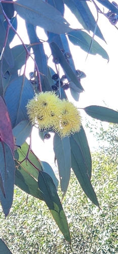 Eucalyptus woodwardii, photograph 2