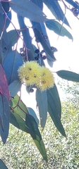Eucalyptus woodwardii, photograph author not stated, no rights reserved
