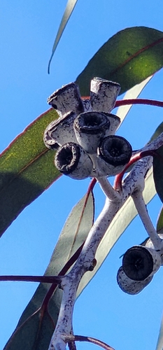 Eucalyptus woodwardii, photograph 3
