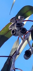 Eucalyptus woodwardii, photograph author not stated, no rights reserved
