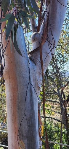 Eucalyptus woodwardii, photograph 4