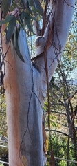 Eucalyptus woodwardii, photograph author not stated, no rights reserved
