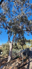Eucalyptus woodwardii, photograph author not stated, no rights reserved