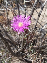 Lampranthus tenuifolius