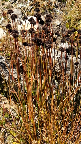 mertens' rush (Juncus mertensianus)
