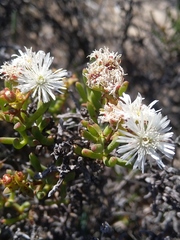 Ruschia tumidula